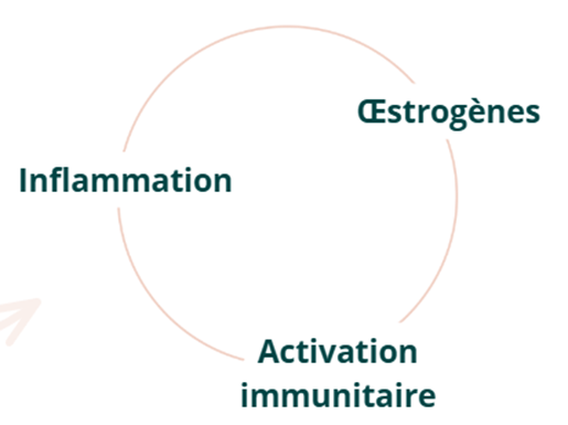 œstrogènes inflammation