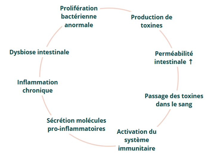 œstrogènes inflammation microbiote