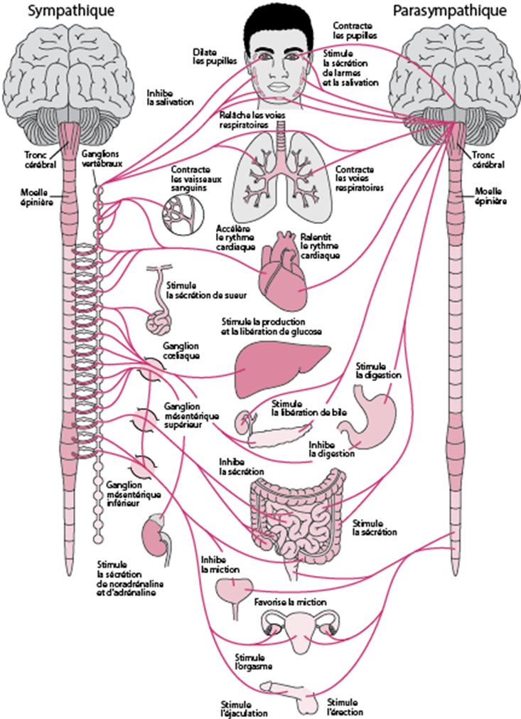 système nerveux sympathique parasympathique